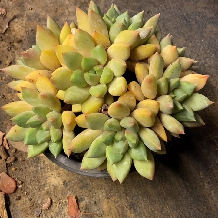 安***、多肉植物一物一拍