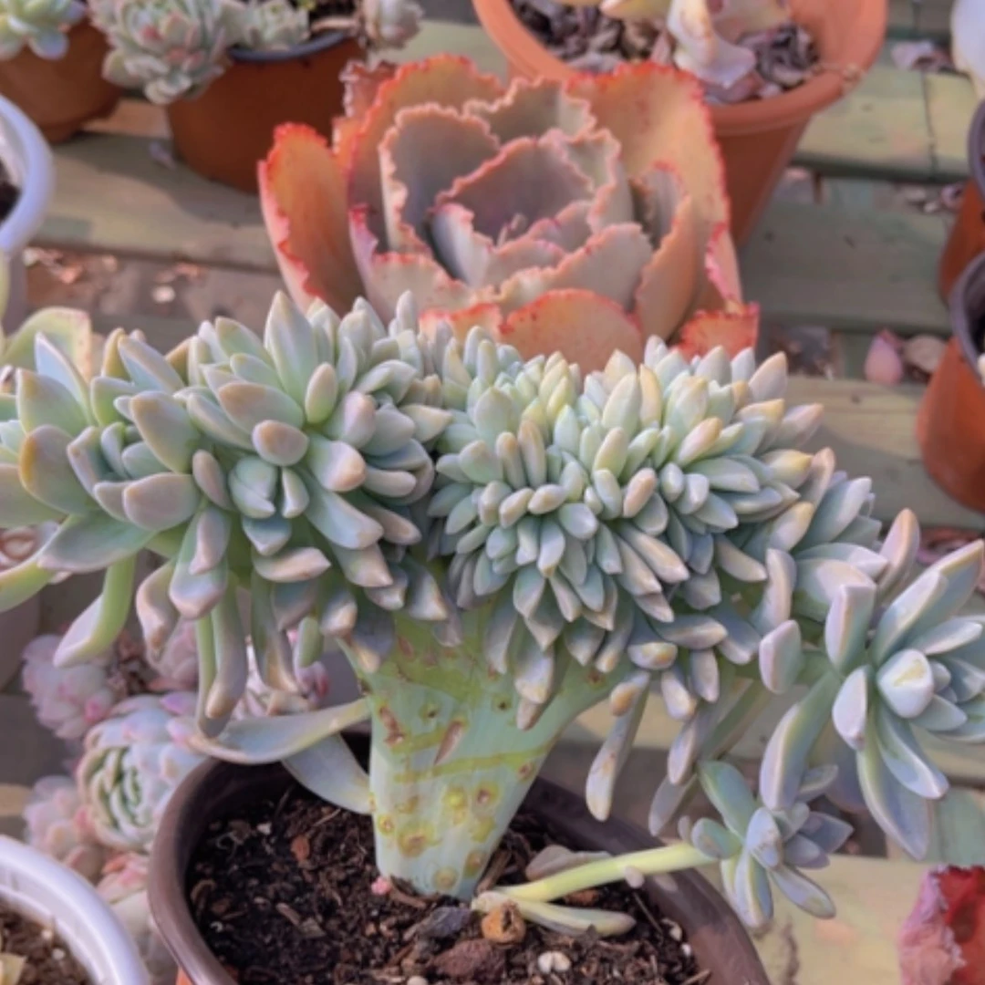 【闪购商品】淡雪缀02190