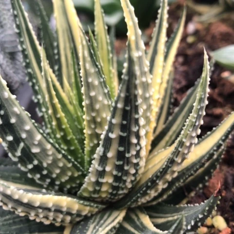 硬叶锦硬叶锦锦锦