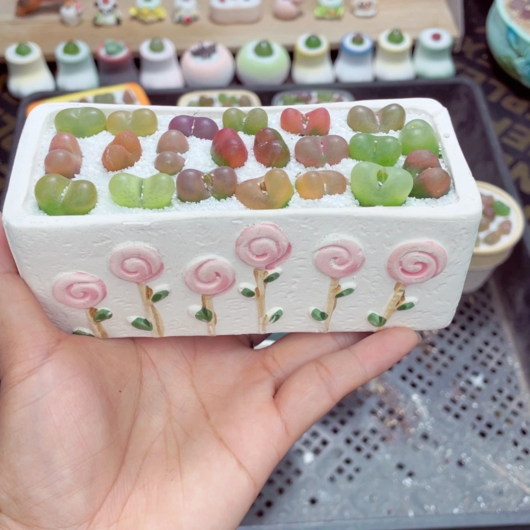 萌***哒w7854 带盆土发货一物一拍