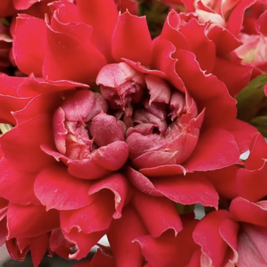 新品红色大花红蚂蚁110盆长寿花