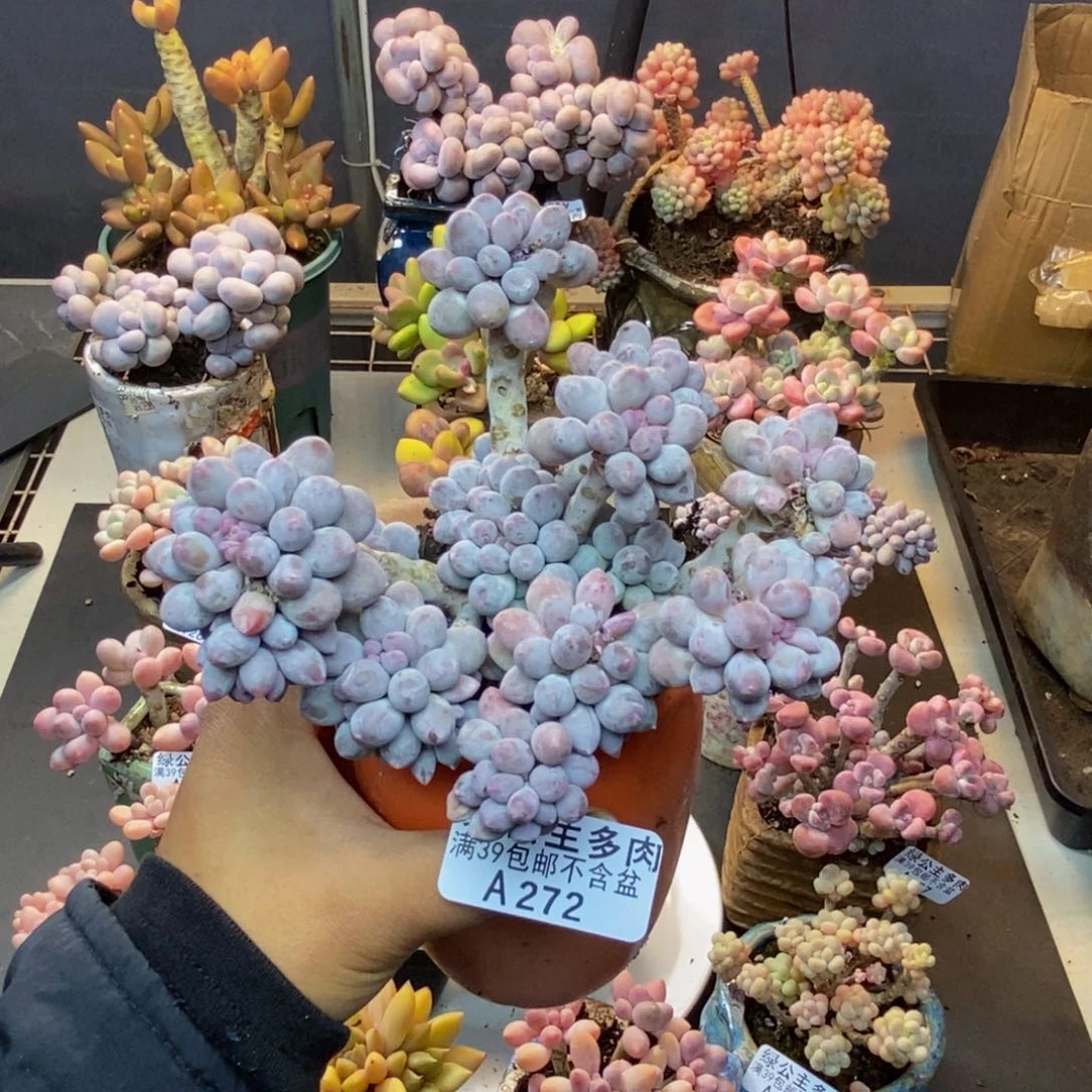 272香水手指奶多肉10cm