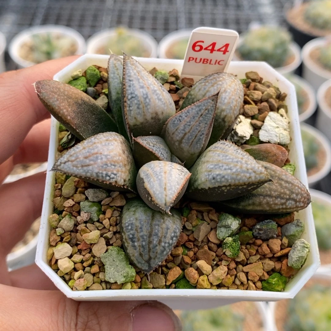 644号汤圆多肉植物带盆