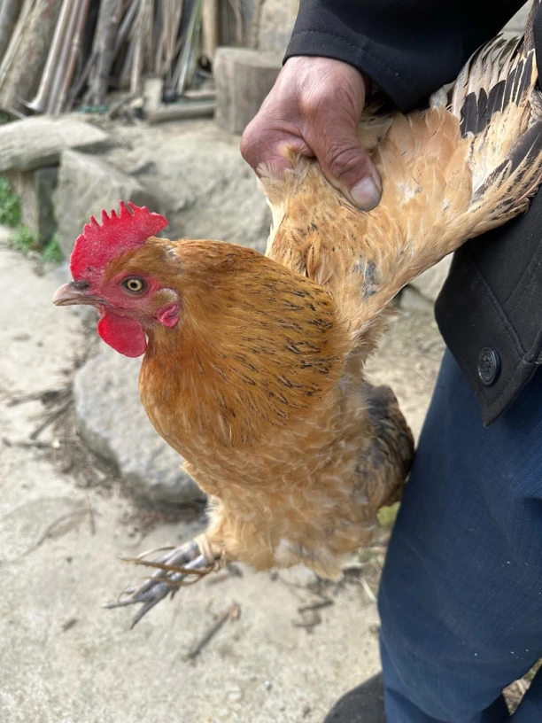 爷爷家自养农村土鸡3～4斤