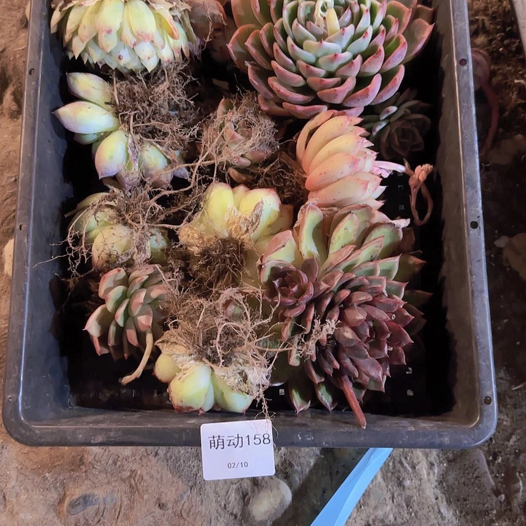 直播一物一拍多肉158