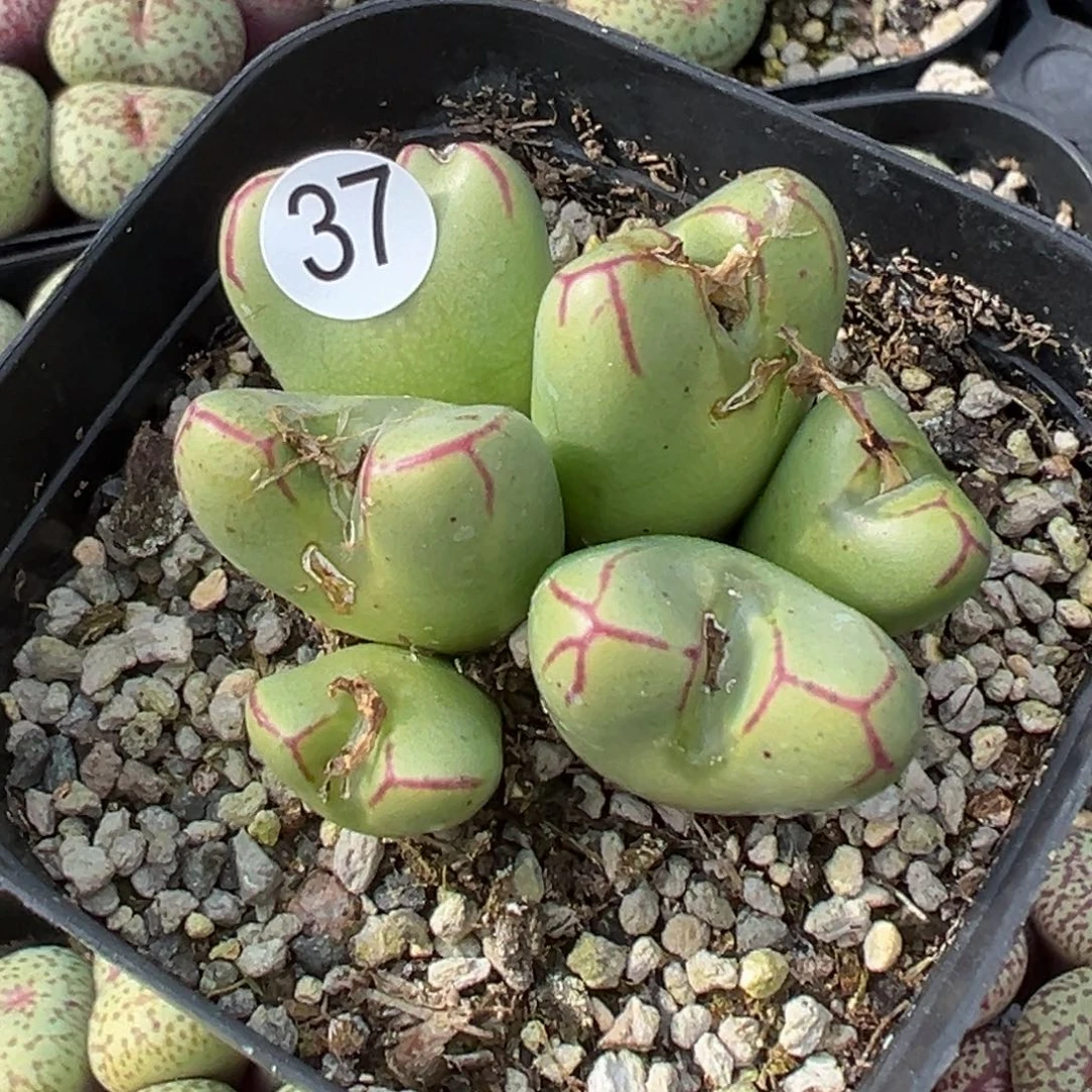 静*妞多肉植物111111111111