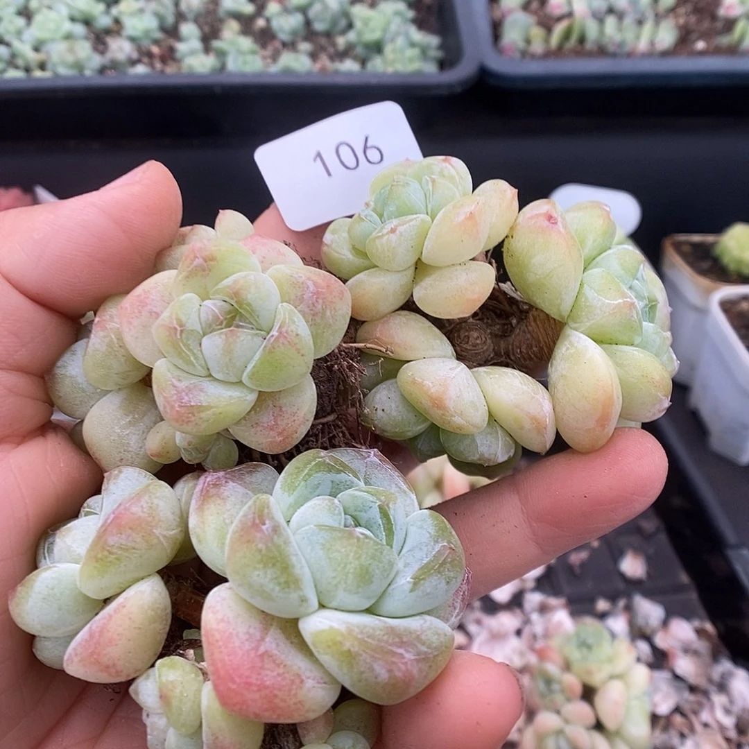 一物一拍一物一拍914106