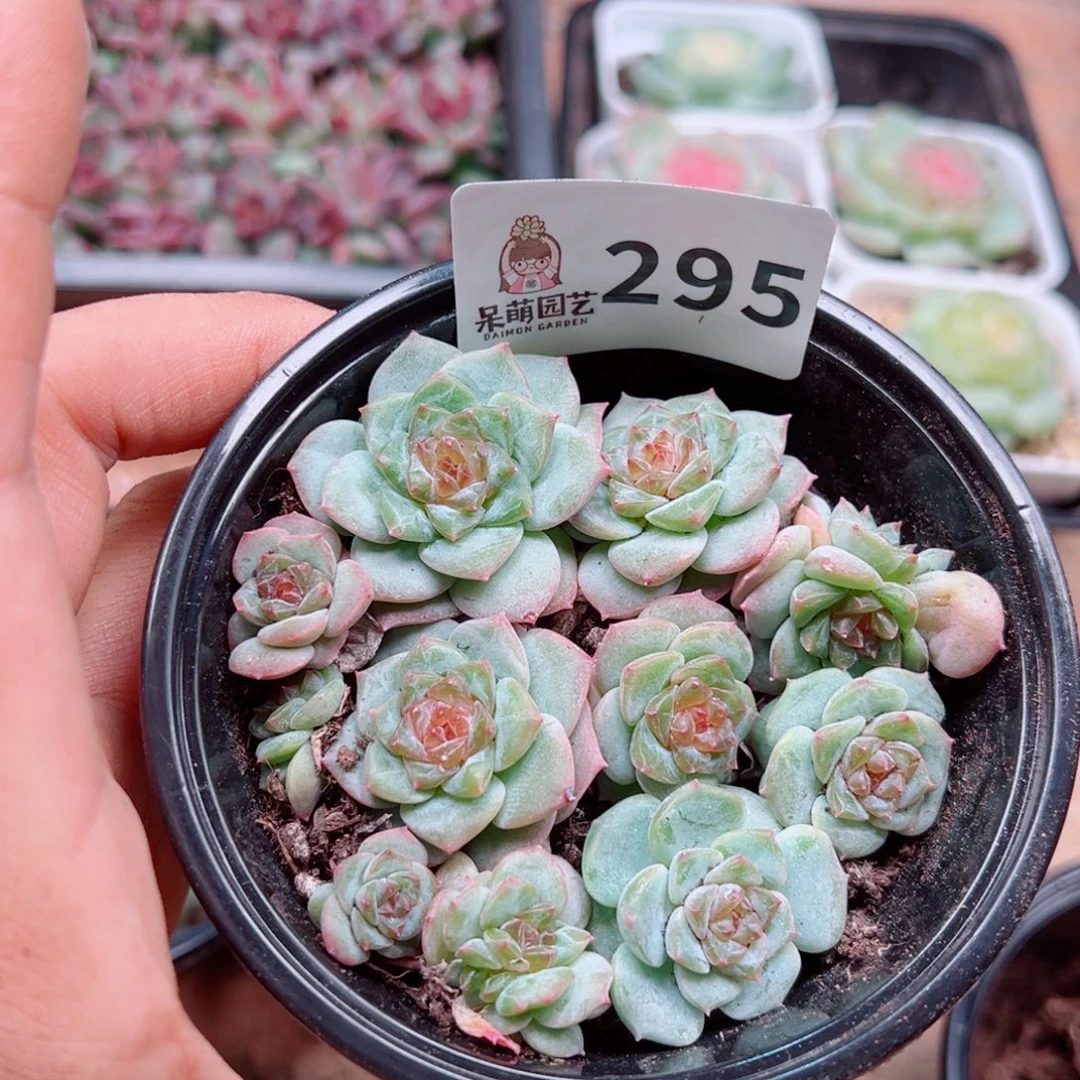 多肉植物多肉植物