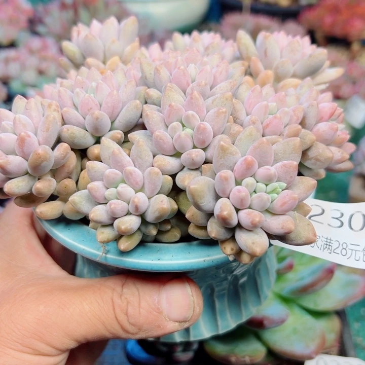 幸运的是我还没遇到过