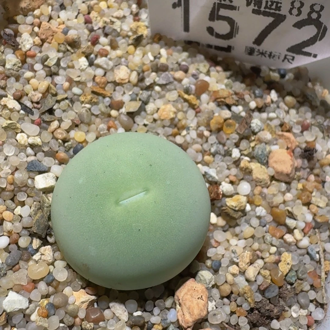 Zzzz精品生石花1572大蛋蛋