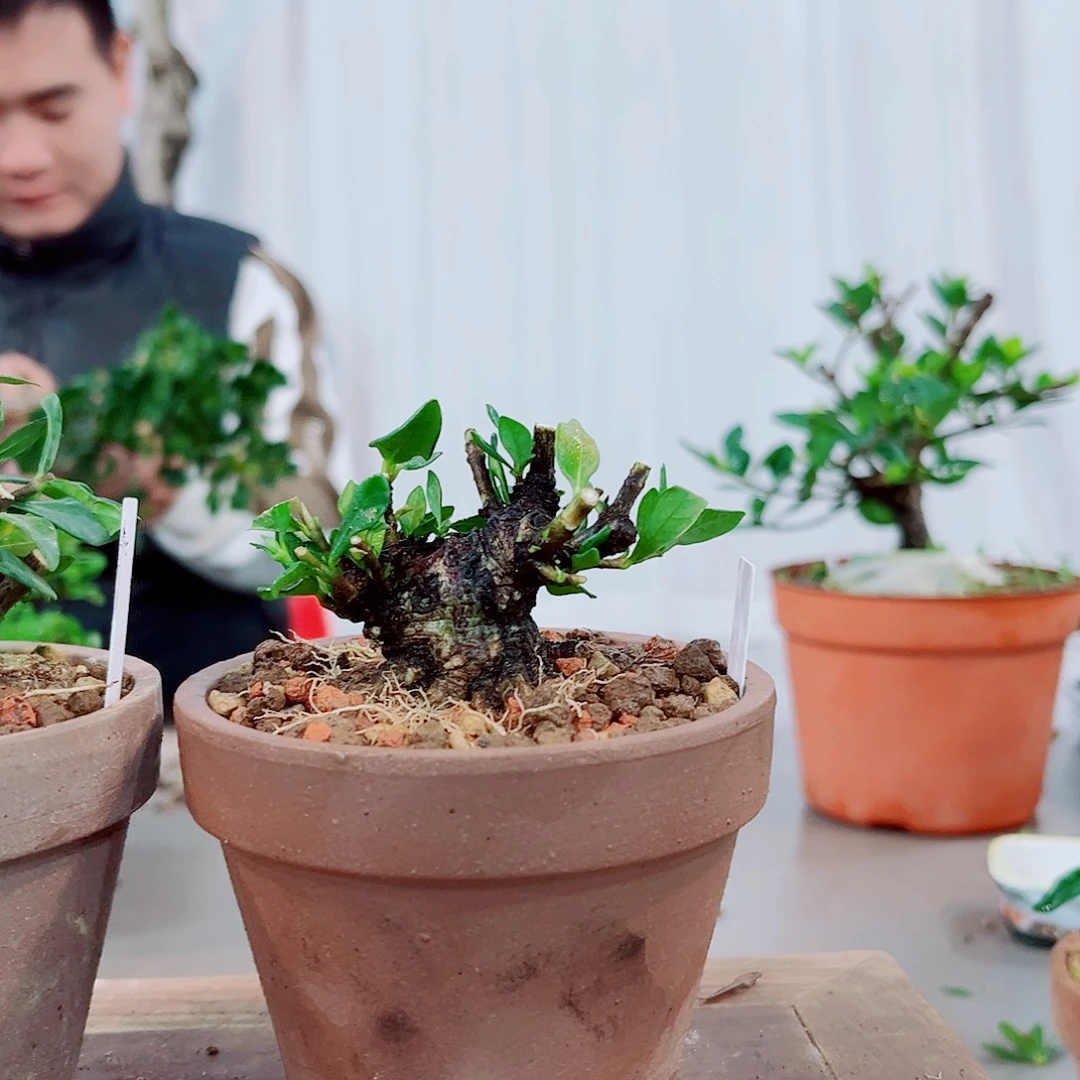 平***人一寸法师栀子花花