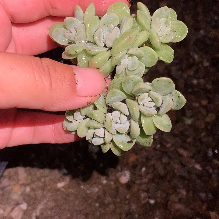 冰玉朵朵一物一拍
