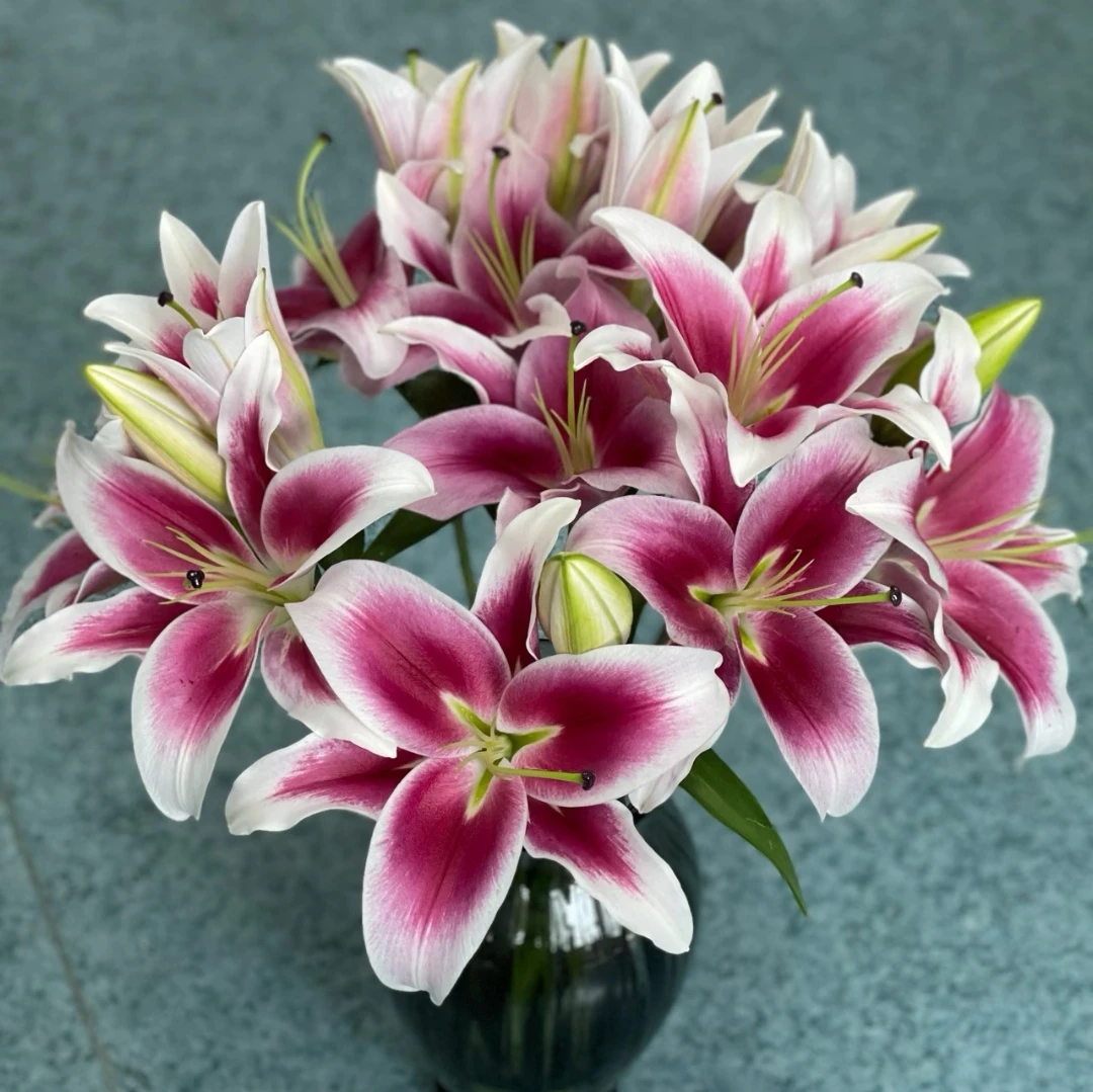 【大连百合】鲜花日记 家居鲜花东北鲜花基地顺丰包邮