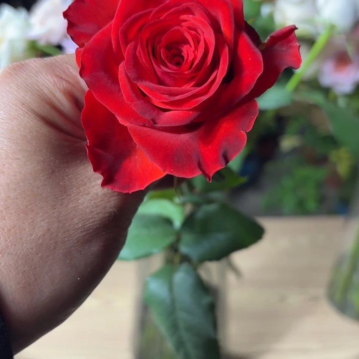 无花朵布罗莫根接小苗