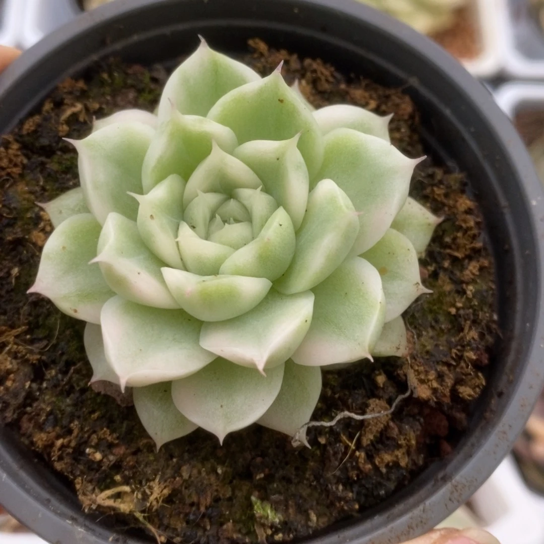 470白瓷麦秆锦锦锦锦锦锦