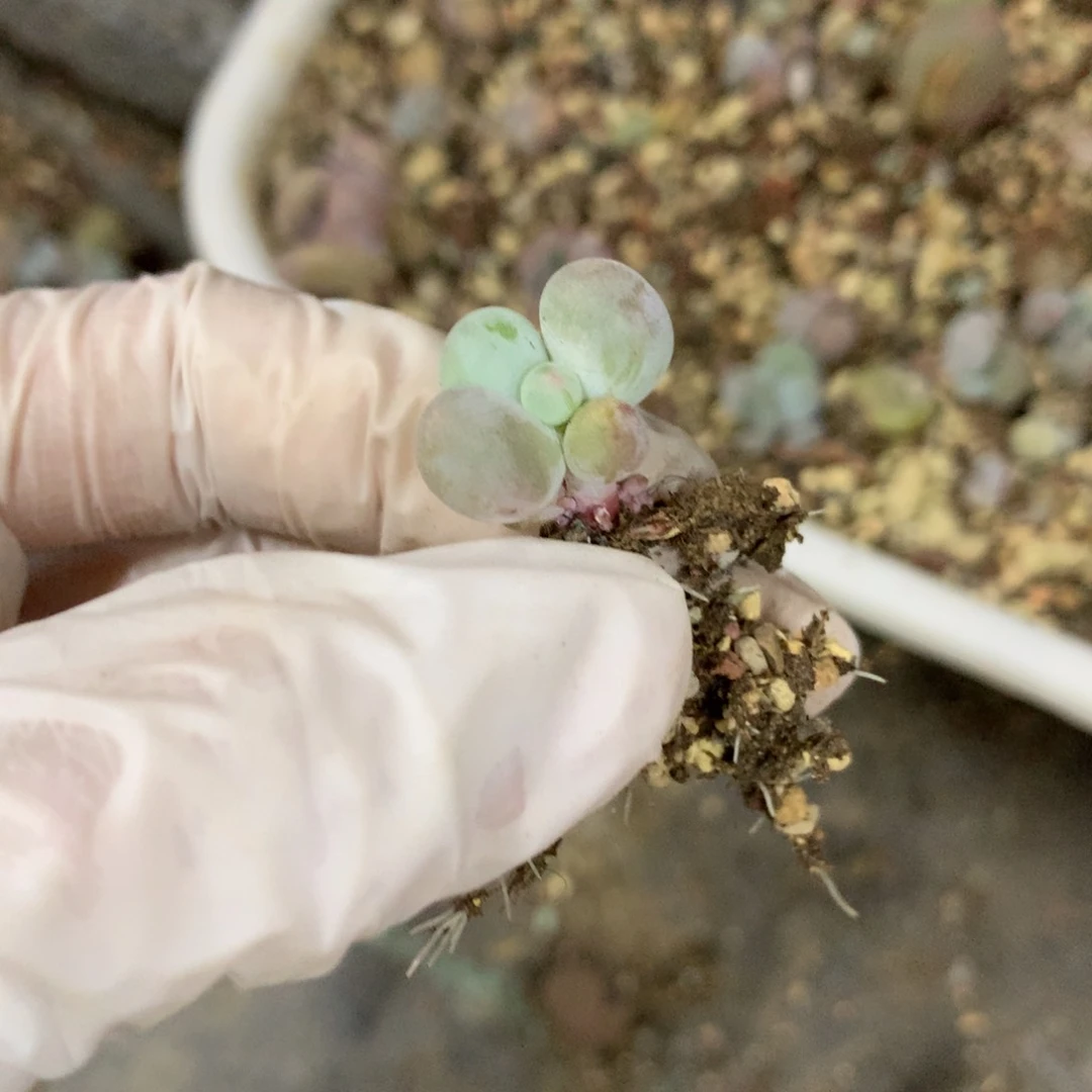 米可奶酪多肉 61