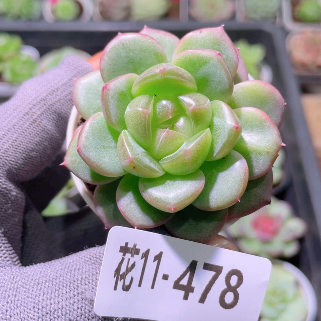 花利美11-478新品珍妮