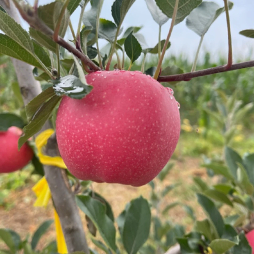 甘肃早熟红苹果现摘现发