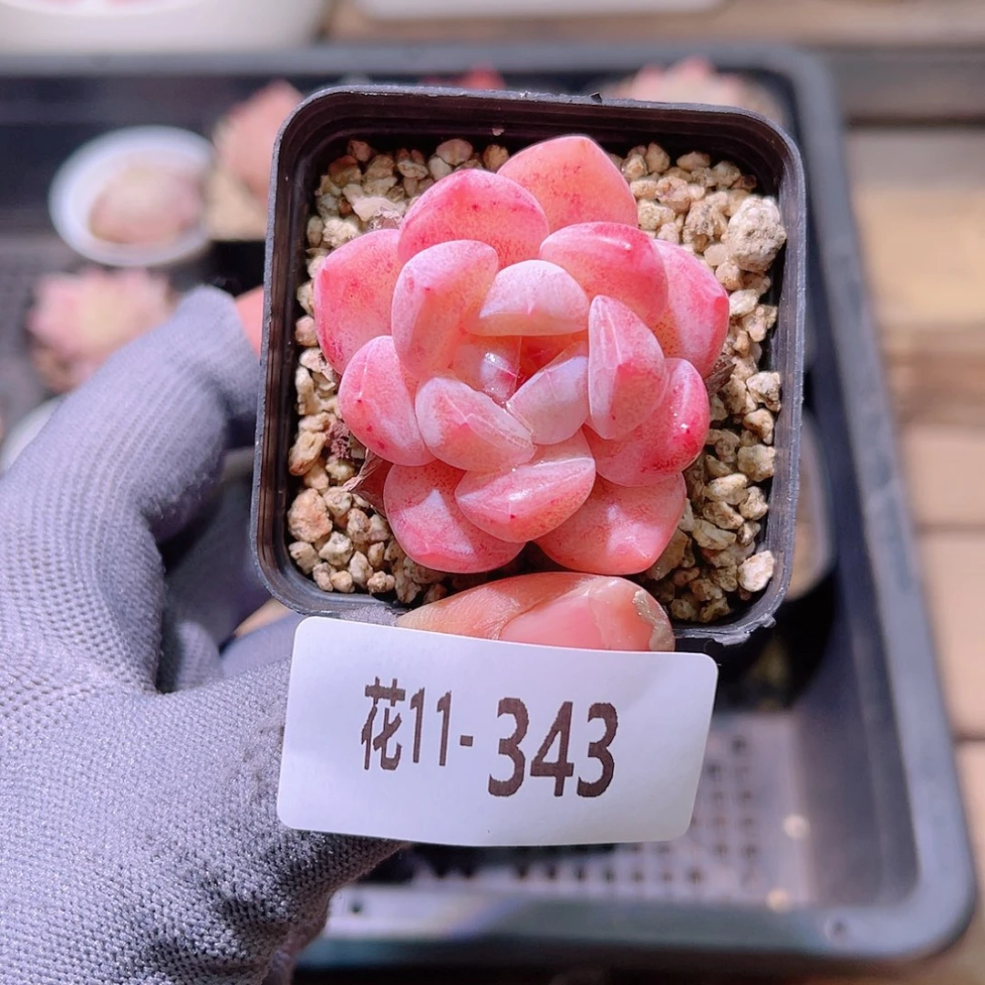 花11-343冰娃娃单头