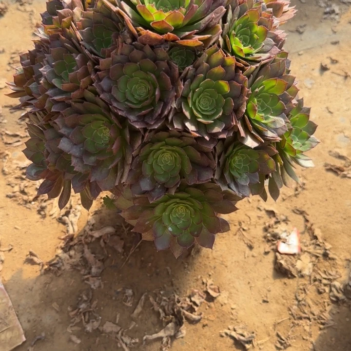 2-3桃花事多肉不包售后