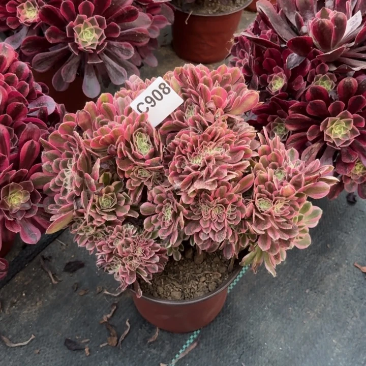 ❷****?粉女巫缀多肉植物不包损908