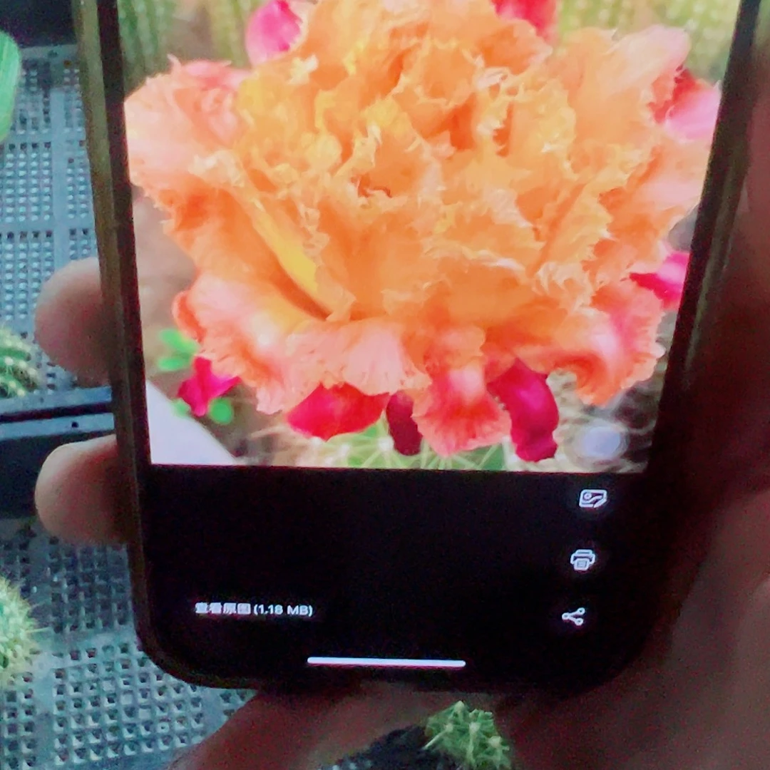 毛花柱 黄白菜 侧芽 满20包邮