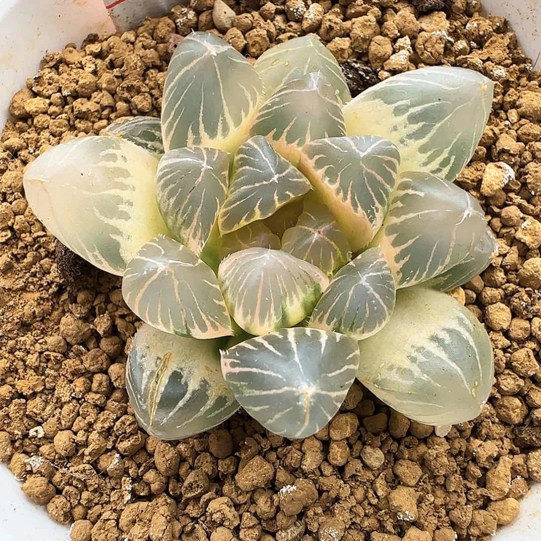 199号糊斑OM玉露锦一物一拍带盆土