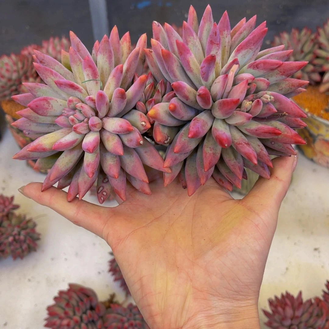 时**转虞美人发货11111111