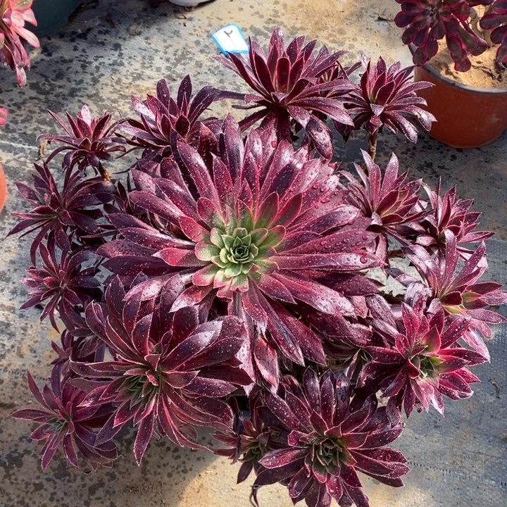 2惊鸿仙子多肉法师