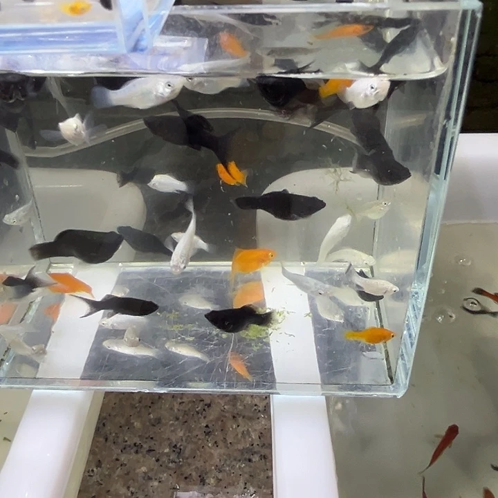 海水鱼玛丽球小鱼100条75元