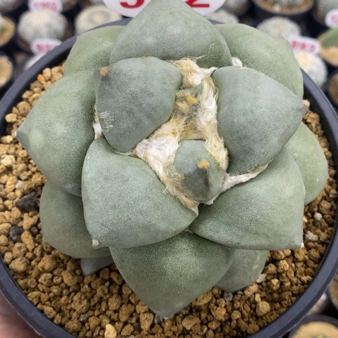 572大宽叶青瓷牡丹