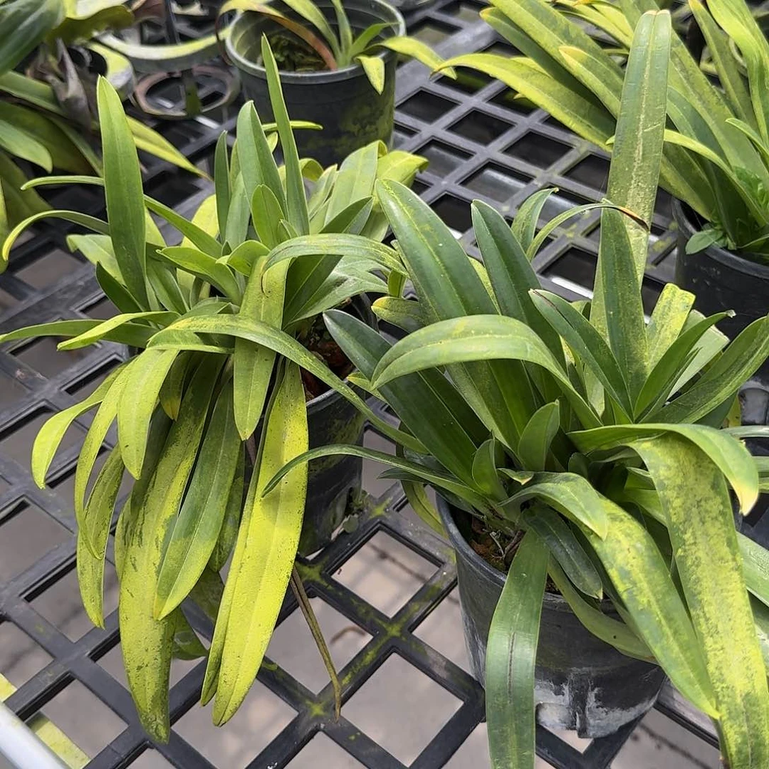 当前无花栽培后可以开花菲律宾兜兰,多苗,瑕疵
