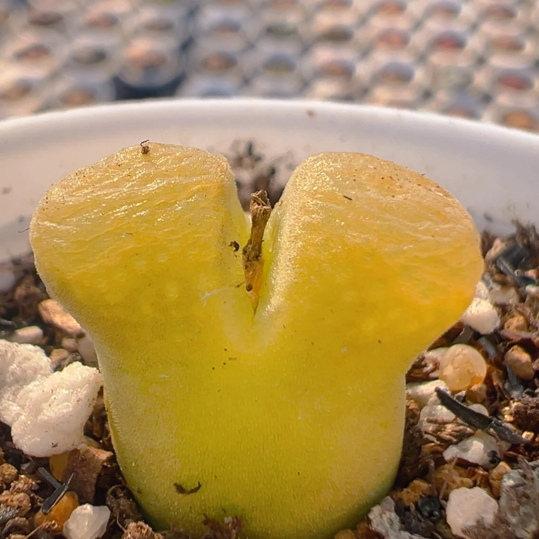 41多肉植物百科知识