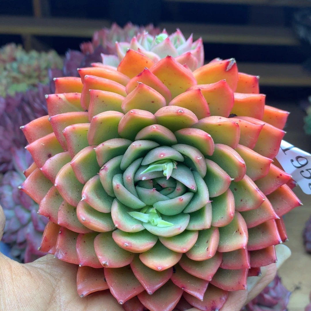 1953杂交精品基地12冠