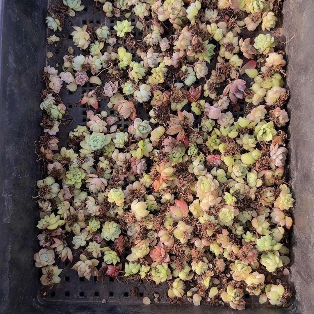 直播一物一拍多肉67