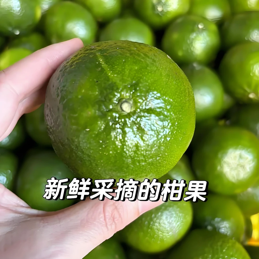 <阿森家>2024年天马圈枝大红柑鲜果 茶枝柑 原产地现摘现发