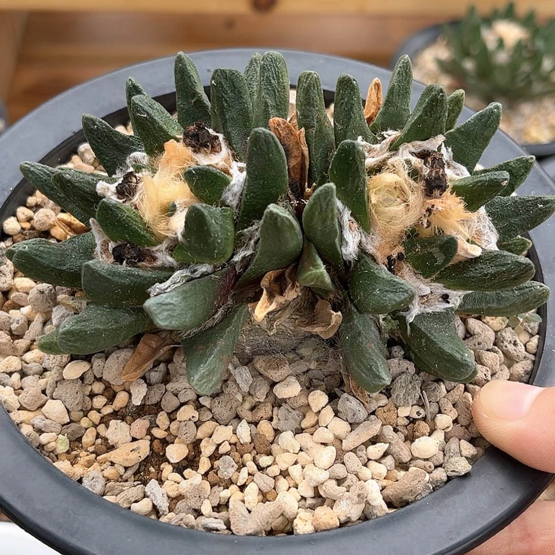 潮流植物双头龙角牡丹，