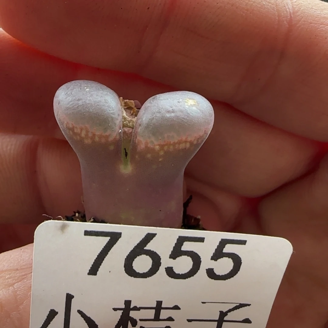 【闪购商品】皮*丘7655