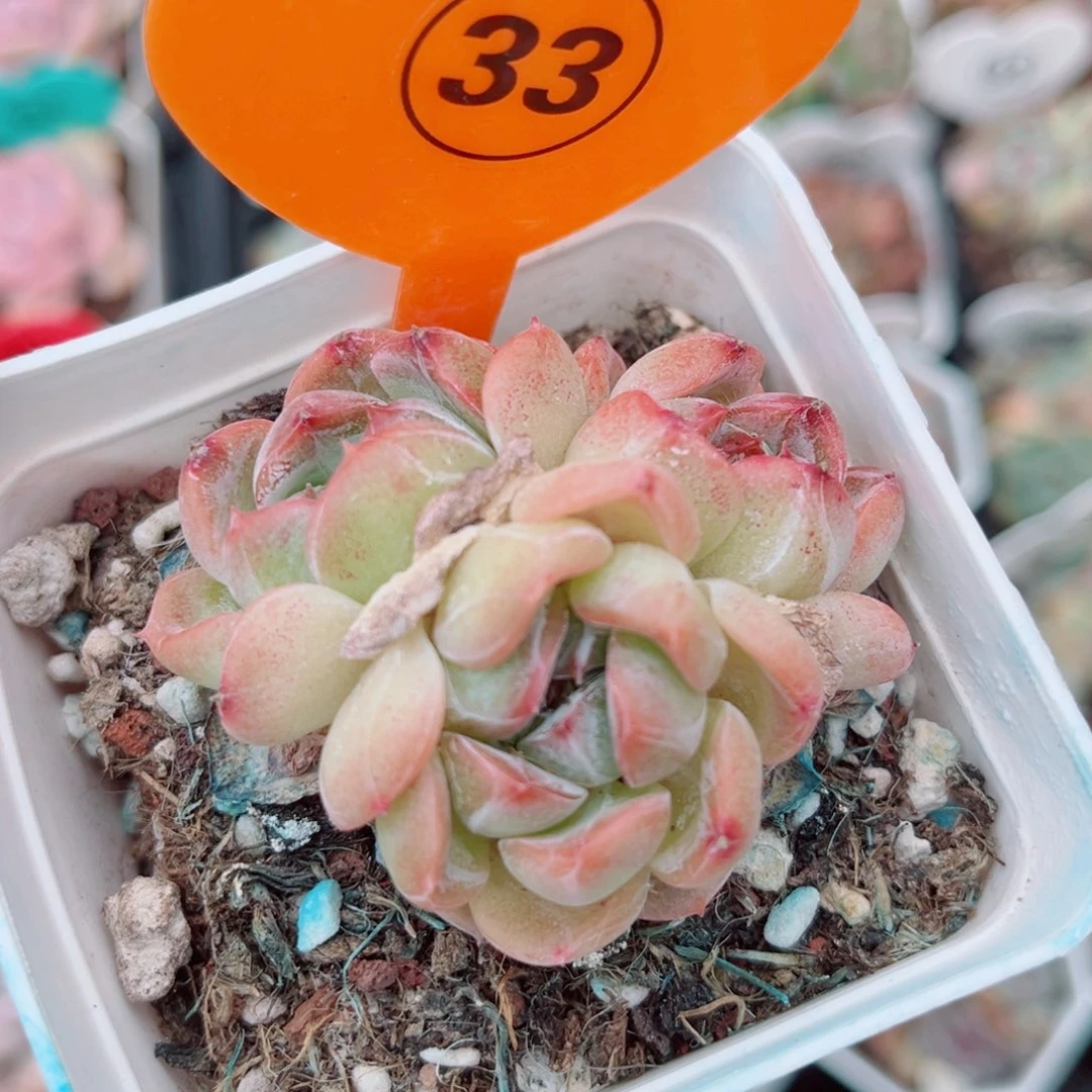 33号小老桩珍妮群