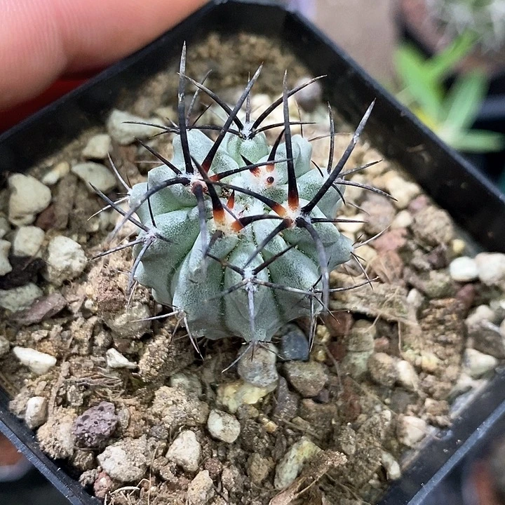 一***一孤品实生白肌素妆玉福利3cm仙人球