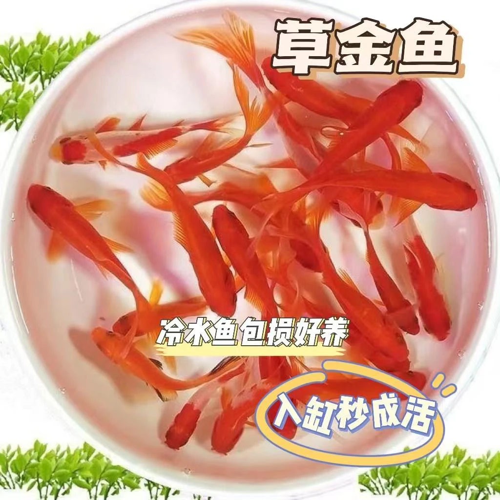 【直播福利专用】草金鱼精品烈焰红冷水观赏鱼淡水鱼好养耐活