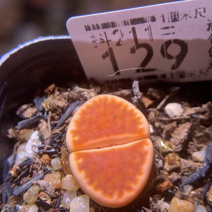 生石花多肉211.129