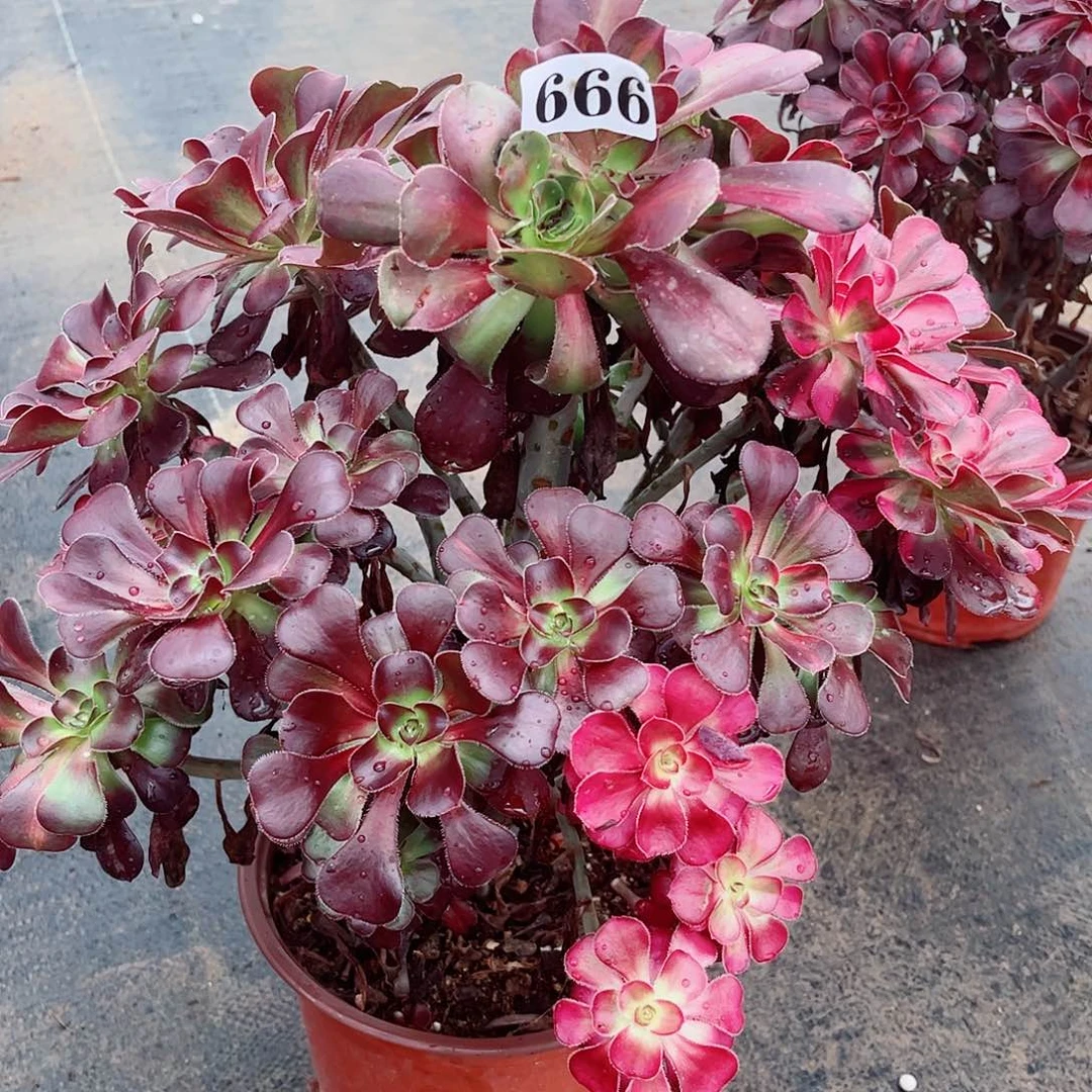 无花朵南*。多肉植物666