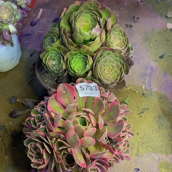 两盆多肉断头不包5733