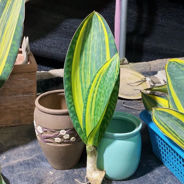 完全开放宝镜虎皮兰38cm