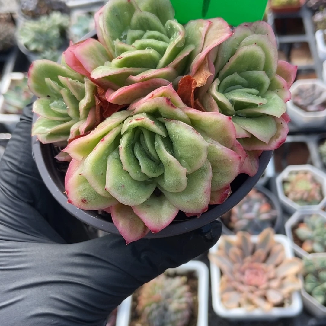 3139冰玫瑰锦多肉植物