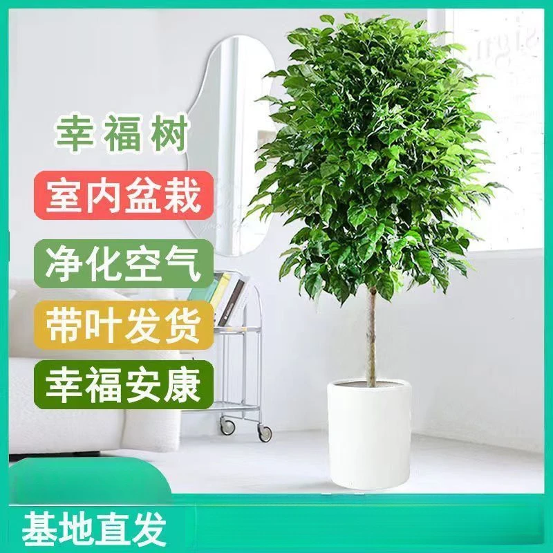 幸福树盆栽室内客厅大型绿植吸甲醛净化空气好养绿宝四季常青植物
