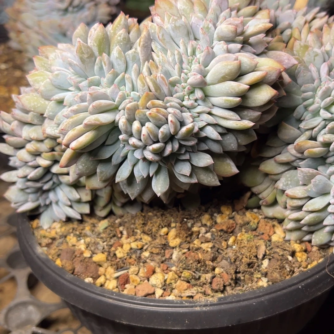 星颖缀多肉植物68
