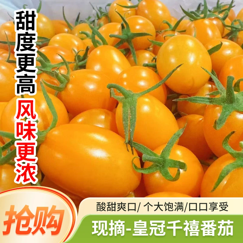 皇冠千禧小西红柿 新鲜现摘 清甜多汁 当季精选 自然成熟口感浓郁