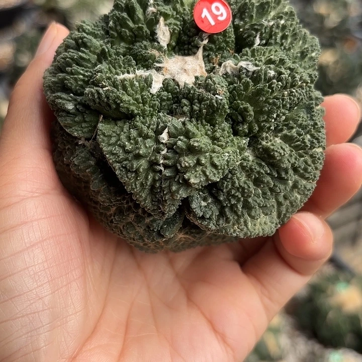 袖蒲苗接落地仙人球19